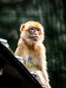 Im Auge der Wildnis
