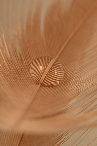 Abstraktion: Orangefarbene Feder mit Wassertropfen von Marjolijn van den Berg