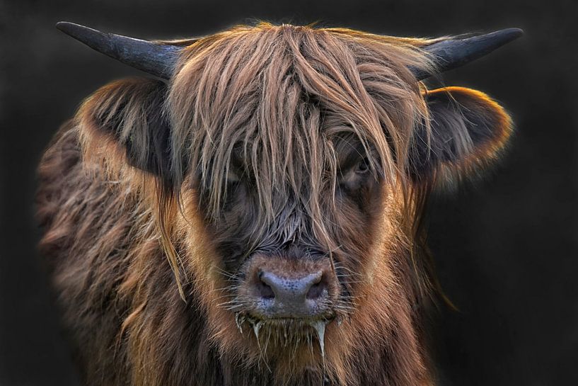 scottish highland cattle girl by Joachim G. Pinkawa