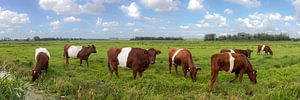 Lakenvelder koeien in de wei van Henno Drop