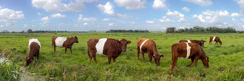 Dutch Belted cows in the meadow
