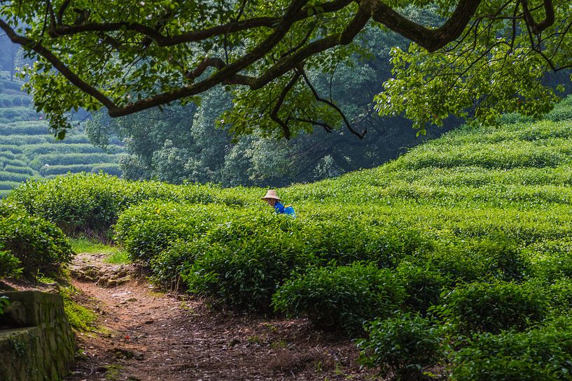 Chinesische Teeplantage von Peter Leenen