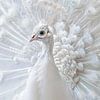 Le paon blanc le plus fier avec ses plumes sur Sander Hupkes