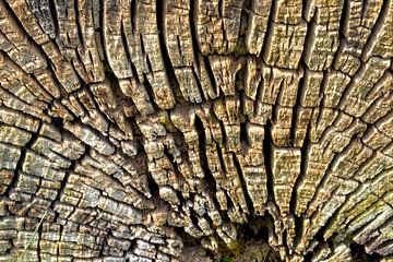Boomschijf van een afgezaagde boom van Heiko Kueverling