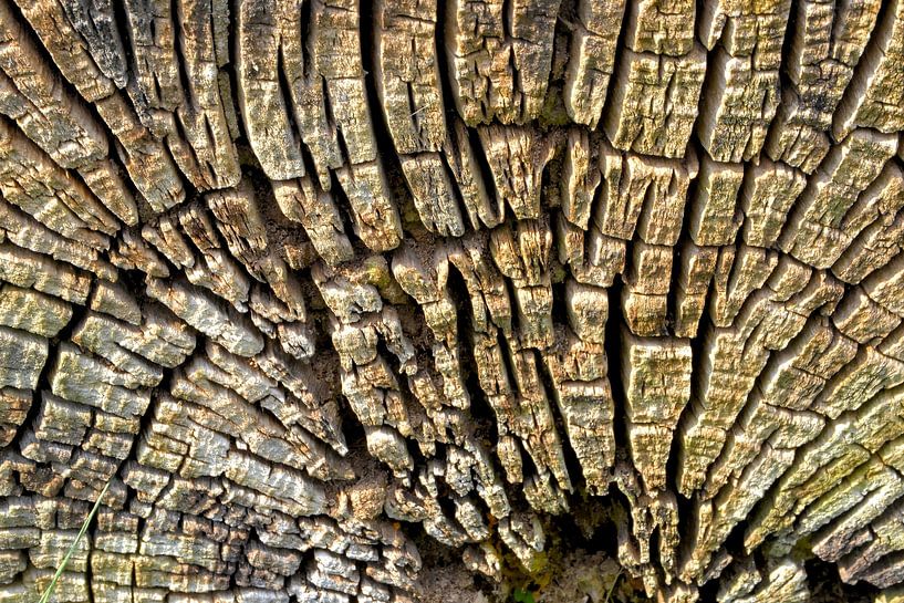 Tranche d'un arbre scié par Heiko Kueverling