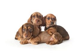 Loving family portrait of young wirehaired dachshunds