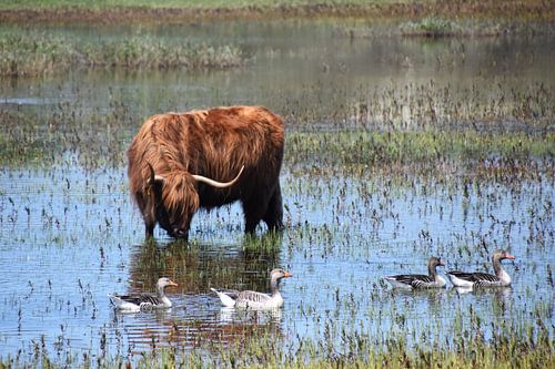 Scottish Highlander in the water
