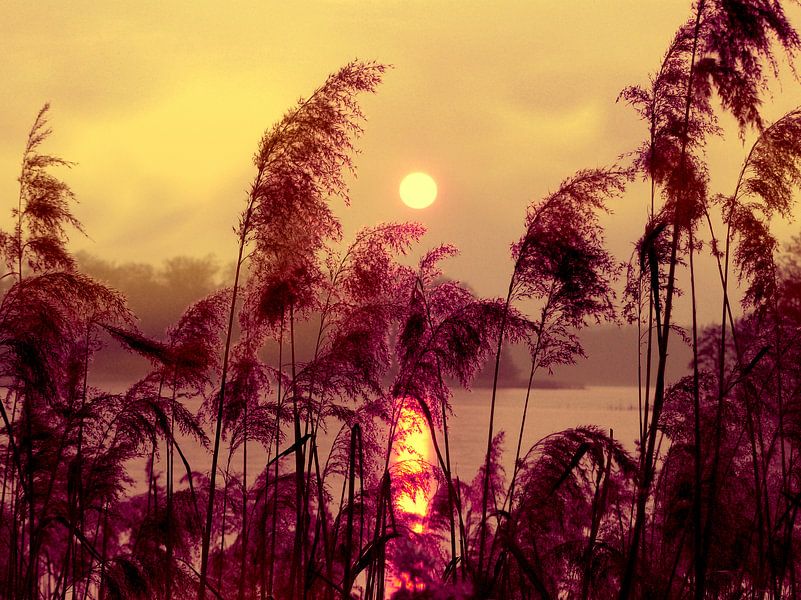 Goldene Abendstimmung by Heidrun Carola Herrmann