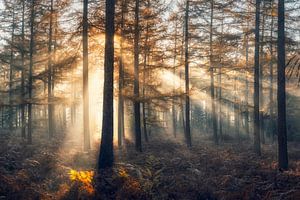 Rayons du matin sur Erik de Jong