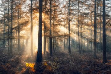Morning rays by Erik de Jong