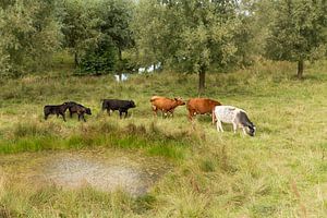 Koeien in het Zeeuwse landschap