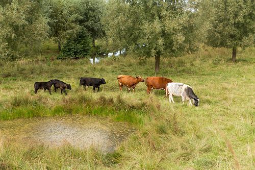 Koeien in het Zeeuwse landschap
