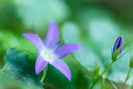 Campanula van Johan Slagers