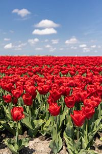 Rode tulpenveld van Dana Schoenmaker