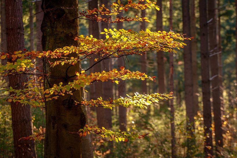 Autumn on the Utrechtse Heuvelrug by Mario Brussé Fotografie