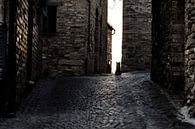 Kat op straat by Matthijs de Rooij thumbnail