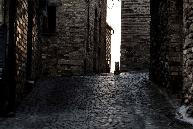 Kat op straat by Matthijs de Rooij