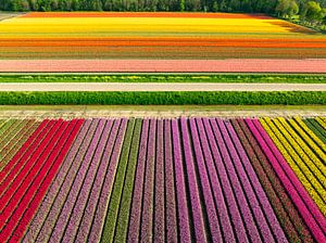 Bunte Tulpen auf einem Feld im Frühling
