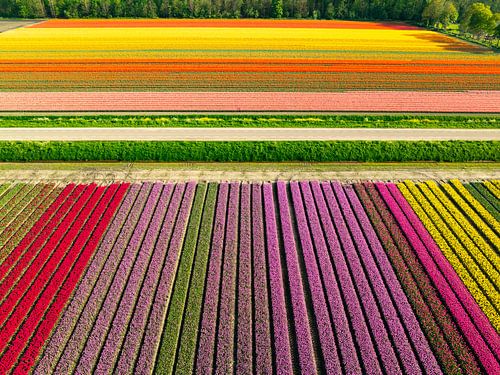 Kleurrijke tulpen in een veld tijdens de lente