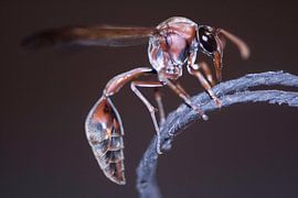 Big Bad Bug by BL Photography