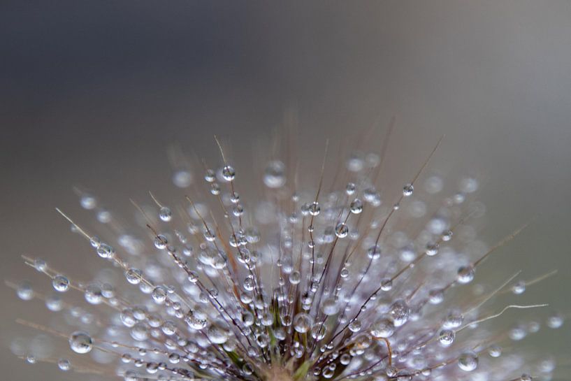 Dewdrops by Helga van de Kar