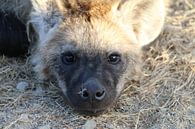 Hyena jong in Paul Krugerpark Zuid Afrika van Ralph van Leuveren thumbnail