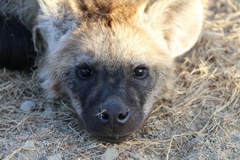 Jeune hyène dans le parc Paul Kruger, Afrique du Sud par Ralph van Leuveren
