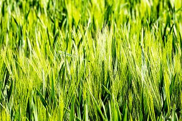 Barley field in backlight by Dieter Walther