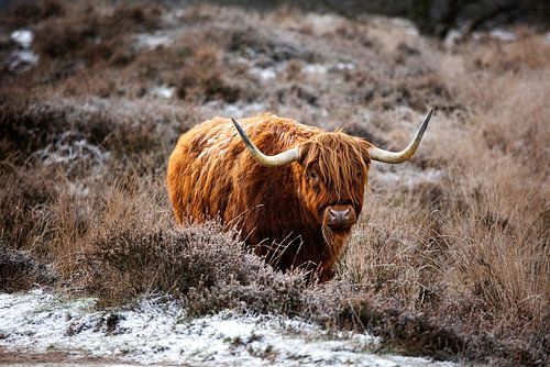 Schotse Hooglander in de sneeuw