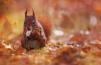 Squirrel with a nut by LHJB Photography thumbnail