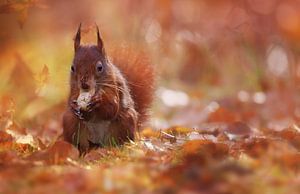 Eichhörnchen mit einer Nuss von LHJB Photography