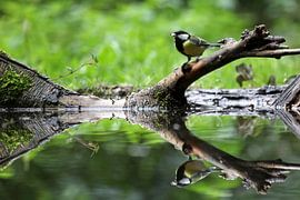 Kohlmeise von Antwan Janssen