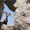 Steenbok op de flanken van de Seetalhorn van Rob Kints
