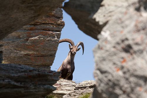 Steinbock an den Flanken des Seetalhorns