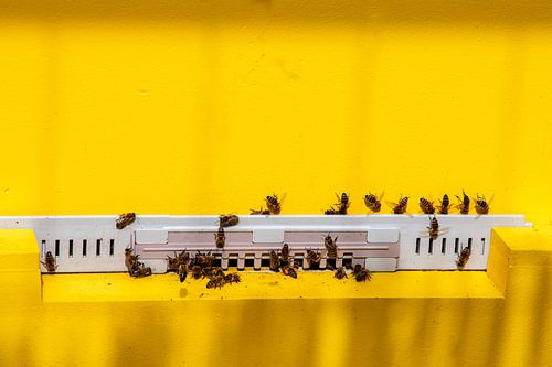 Een zwerm werkende honing bijen in een goudgeel insectenhuis