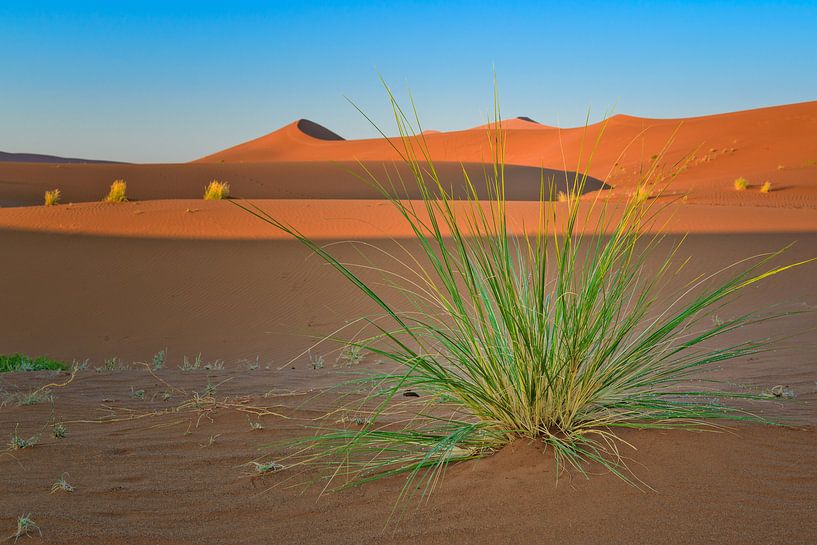 Desert Grass by Denis Feiner