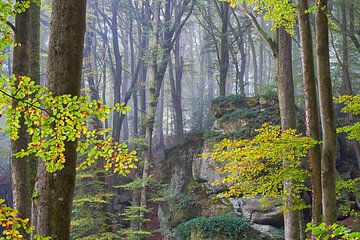 Herfstkleuren in mistig bos van Cor de Hamer