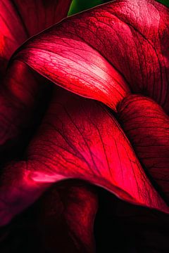 Rote Blütenblätter – Nahaufnahme von Poster Art Shop