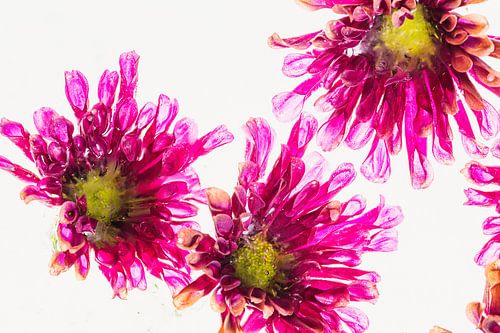 Pinke Chrysantheme in Eis 3