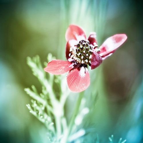 Wind Flower