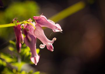 dicentra sur Tania Perneel