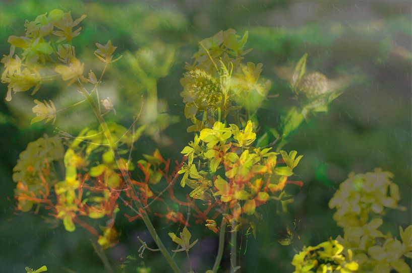 Romantiek in de natuur van tolitoy creations