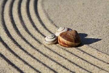 Coquilles d'escargot et lignes dans le sable sur Karina Baumgart