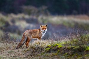 fox sur Pim Leijen