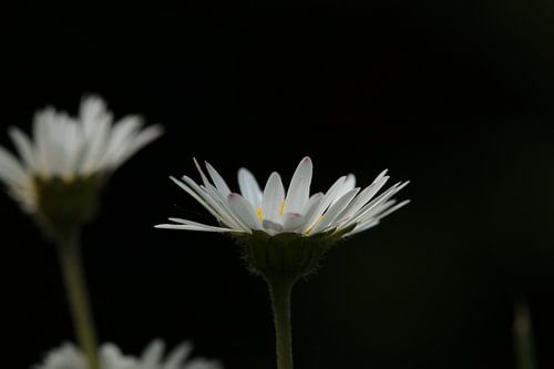 La marguerite dans l'herbe