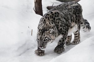 De sneeuwluipaard besluipt de sneeuwluipaard.... van Michael Semenov