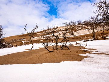 Winter in De Zilk van Dirk van der Plas