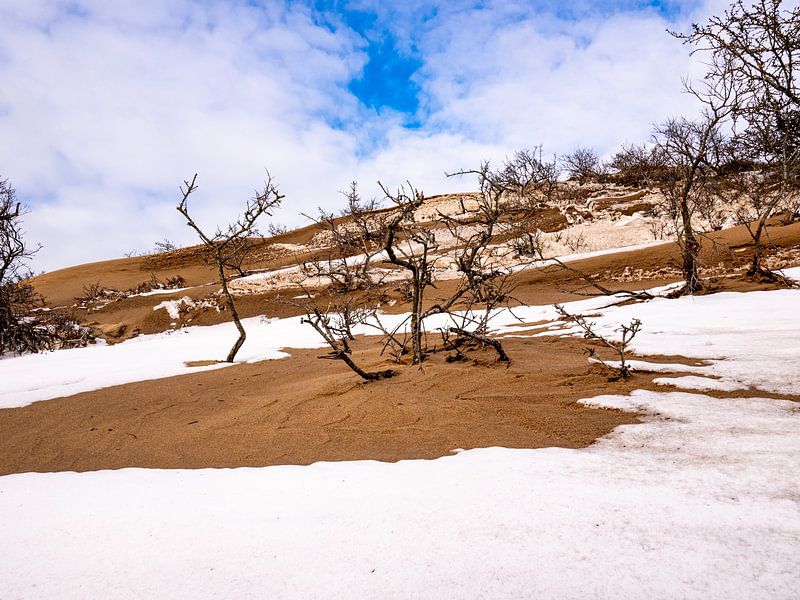 Winter in De Zilk by Dirk van der Plas