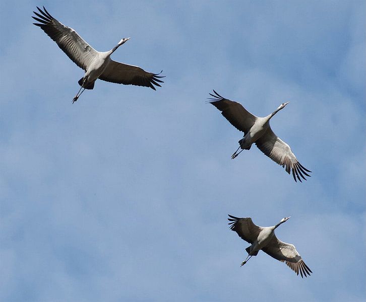 Crane lucky moment by Yolande Mulder