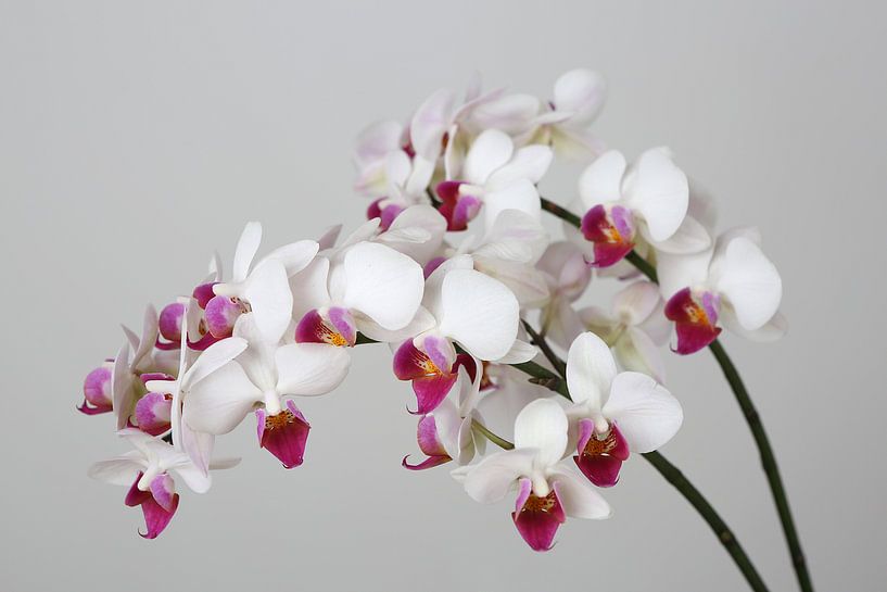 Orchids by Karina Gebert